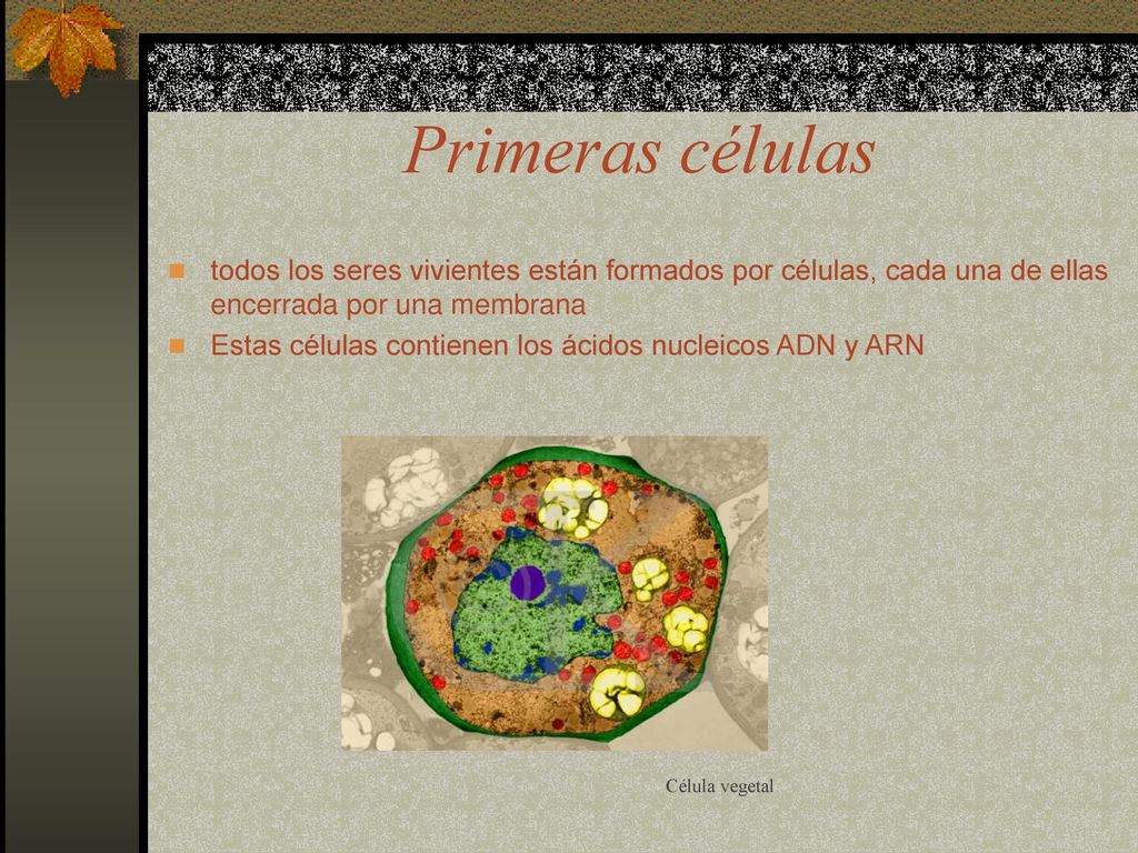 Primeras células todos los seres vivientes están formados por células, cada una de ellas encerrada por una membrana.