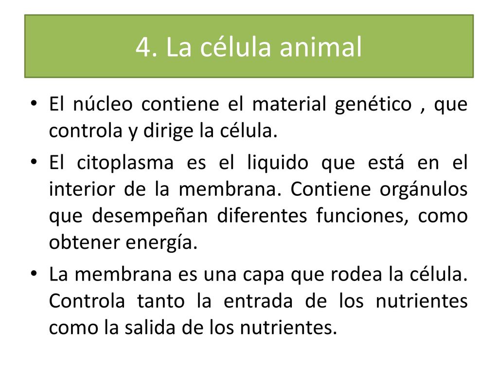 4. La célula animal El núcleo contiene el material genético , que controla y dirige la célula.