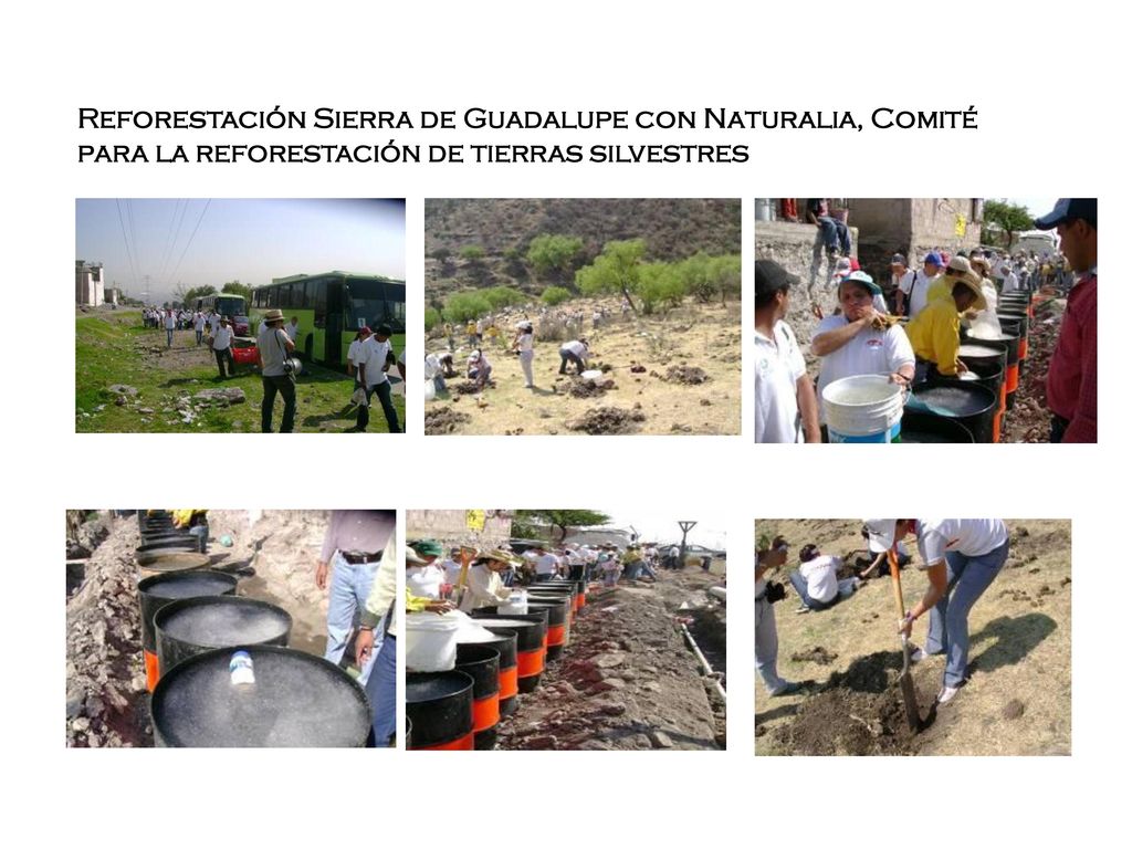 Reforestación Sierra de Guadalupe con Naturalia, Comité para la reforestación de tierras silvestres