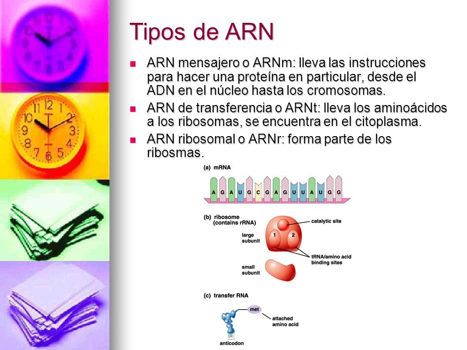 Tipos de ARN ARN mensajero o ARNm: lleva las instrucciones para hacer una proteína en particular, desde el ADN en el núcleo hasta los cromosomas.