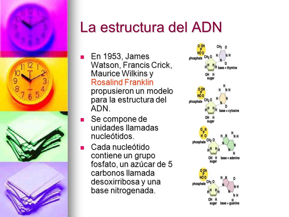 La estructura del ADN En 1953, James Watson, Francis Crick, Maurice Wilkins y Rosalind Franklin propusieron un modelo para la estructura del ADN.