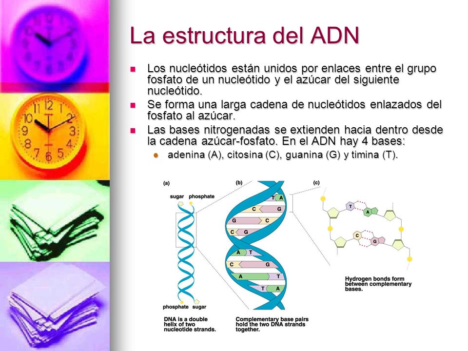 La estructura del ADN Los nucleótidos están unidos por enlaces entre el grupo fosfato de un nucleótido y el azúcar del siguiente nucleótido.