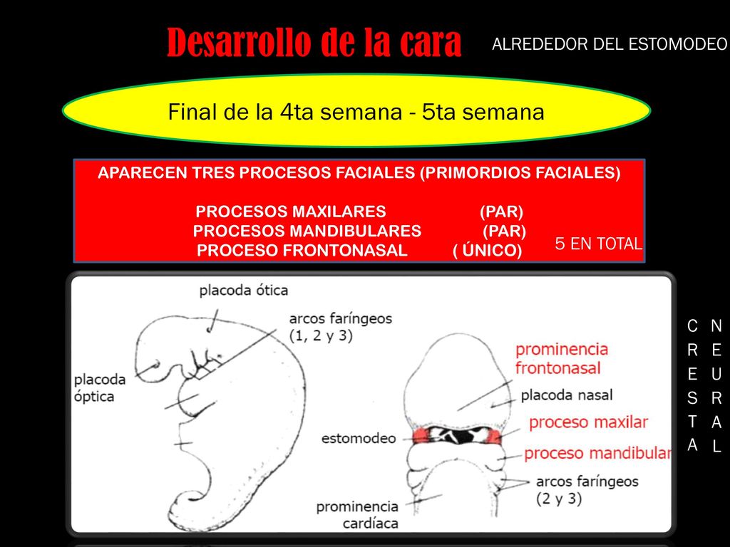 Desarrollo de la cara Final de la 4ta semana - 5ta semana