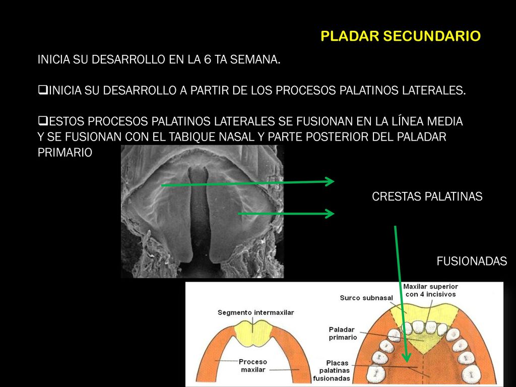 PLADAR SECUNDARIO INICIA SU DESARROLLO EN LA 6 TA SEMANA.
