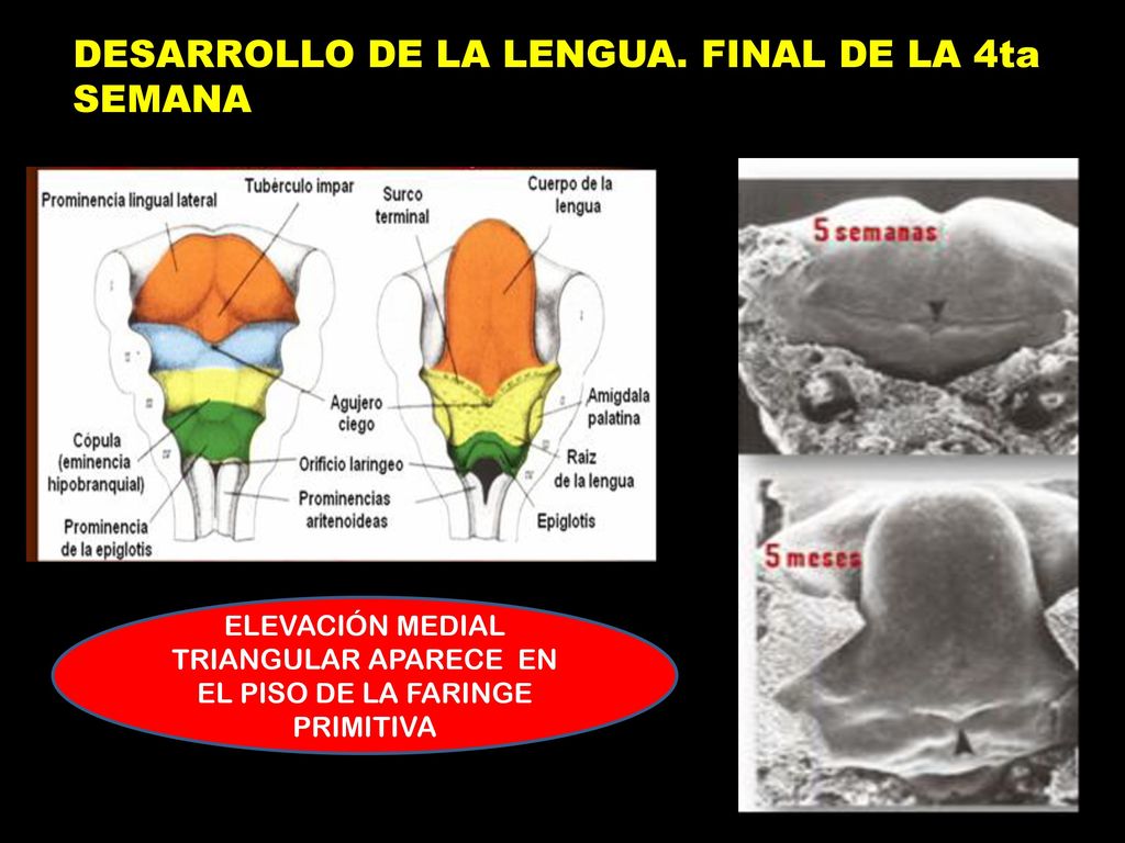 ELEVACIÓN MEDIAL TRIANGULAR APARECE EN EL PISO DE LA FARINGE PRIMITIVA