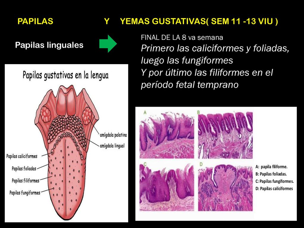 Primero las caliciformes y foliadas, luego las fungiformes