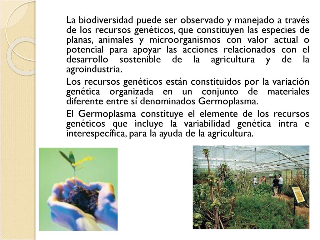 La biodiversidad puede ser observado y manejado a través de los recursos genéticos, que constituyen las especies de planas, animales y microorganismos con valor actual o potencial para apoyar las acciones relacionados con el desarrollo sostenible de la agricultura y de la agroindustria.