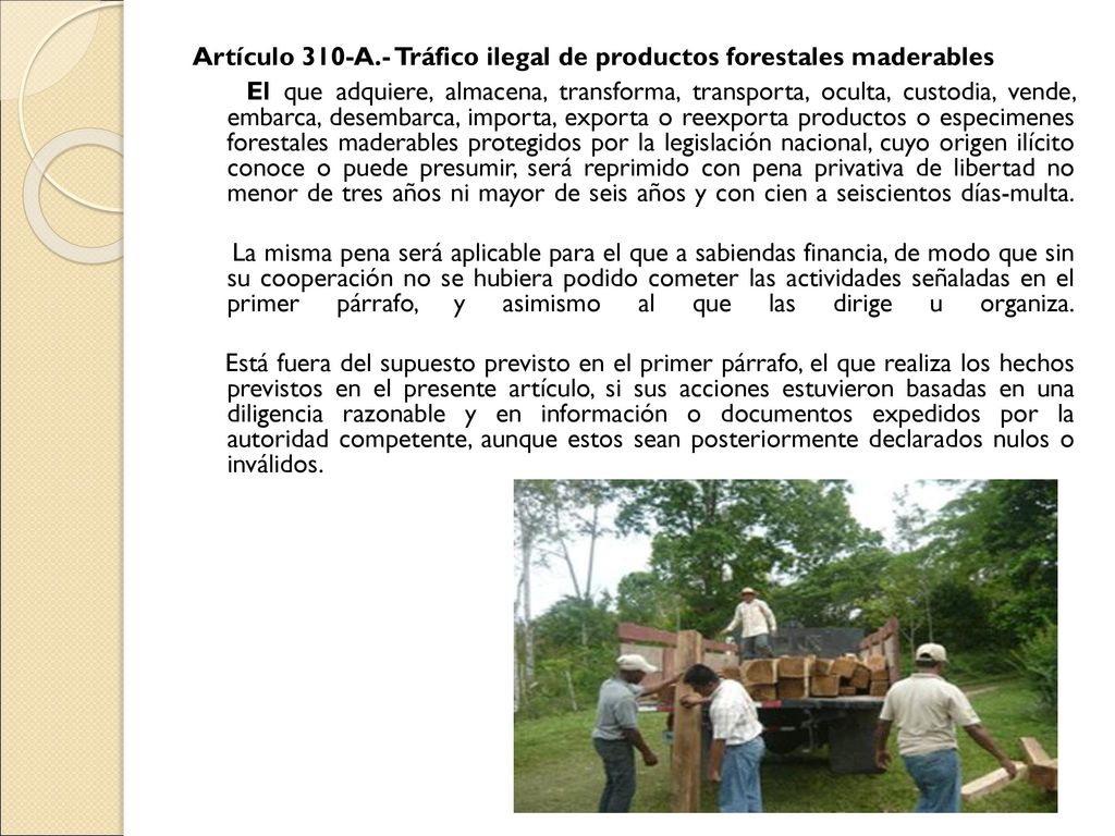 Artículo 310-A.- Tráfico ilegal de productos forestales maderables