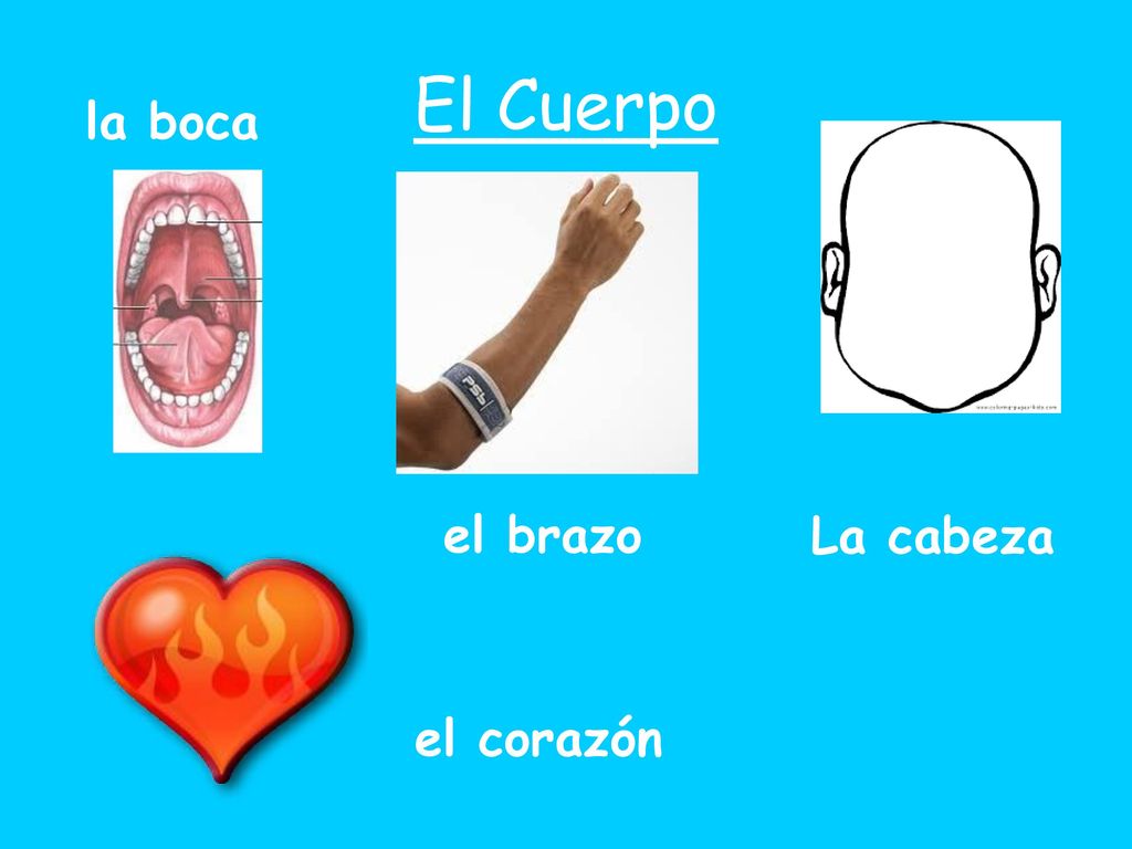 El Cuerpo la boca el brazo La cabeza el corazón