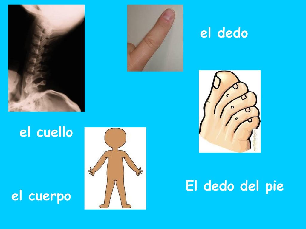 el dedo el cuello El dedo del pie el cuerpo