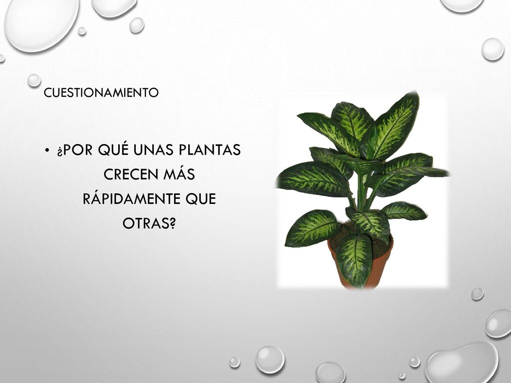¿Por qué unas plantas crecen más rápidamente que otras