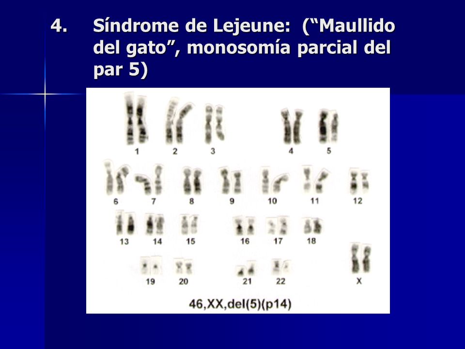 CARIOTIPO: Es el número total de cromosomas de una especie, que se obtiene  ordenándolos en función al tamaño. CARIOTIPO EUPLOIDE (Eu = verdadero,  Ploide= - ppt video online descargar
