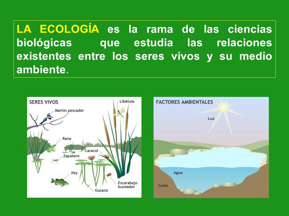 LA ECOLOGÍA es la rama de las ciencias biológicas que estudia las relaciones existentes entre los seres vivos y su medio ambiente.