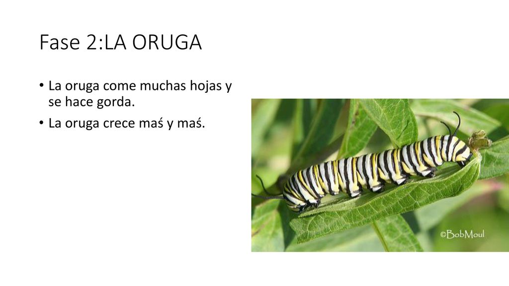 Fase 2:LA ORUGA La oruga come muchas hojas y se hace gorda.
