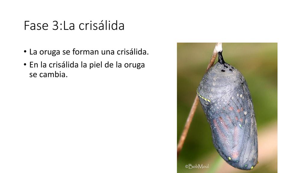 Fase 3:La crisálida La oruga se forman una crisálida.