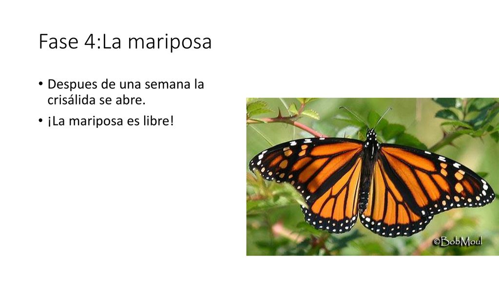 Fase 4:La mariposa Despues de una semana la crisálida se abre.