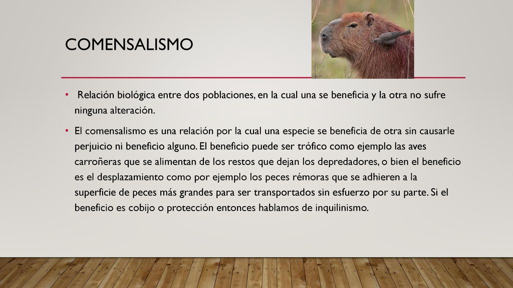 comensalismo Relación biológica entre dos poblaciones, en la cual una se beneficia y la otra no sufre ninguna alteración.