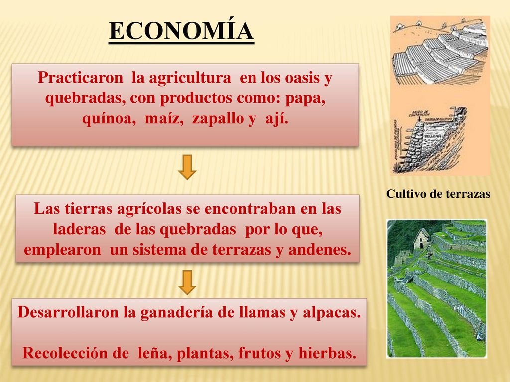 ECONOMÍA Practicaron la agricultura en los oasis y quebradas, con productos como: papa, quínoa, maíz, zapallo y ají.