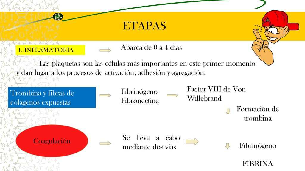 ETAPAS Abarca de 0 a 4 días Factor VIII de Von Willebrand
