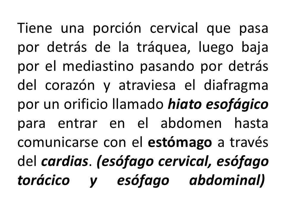 Tiene una porción cervical que pasa por detrás de la tráquea, luego baja por el mediastino pasando por detrás del corazón y atraviesa el diafragma por un orificio llamado hiato esofágico para entrar en el abdomen hasta comunicarse con el estómago a través del cardias.