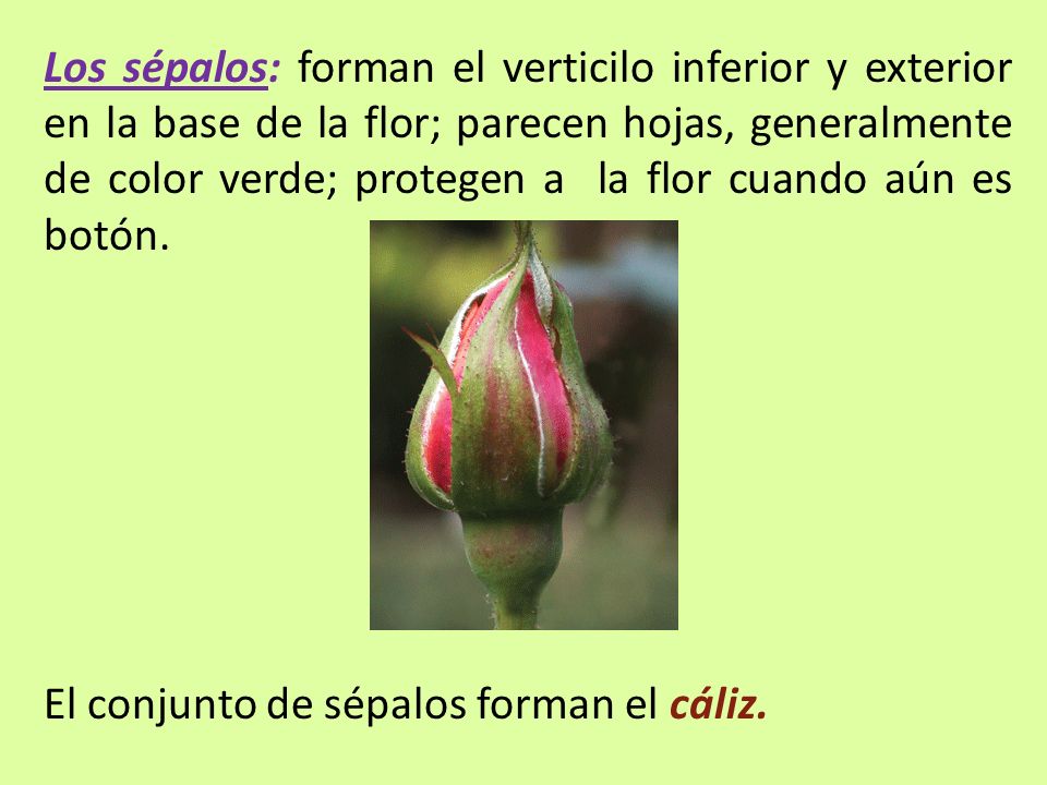 Los sépalos: forman el verticilo inferior y exterior en la base de la flor; parecen hojas, generalmente de color verde; protegen a la flor cuando aún es botón.