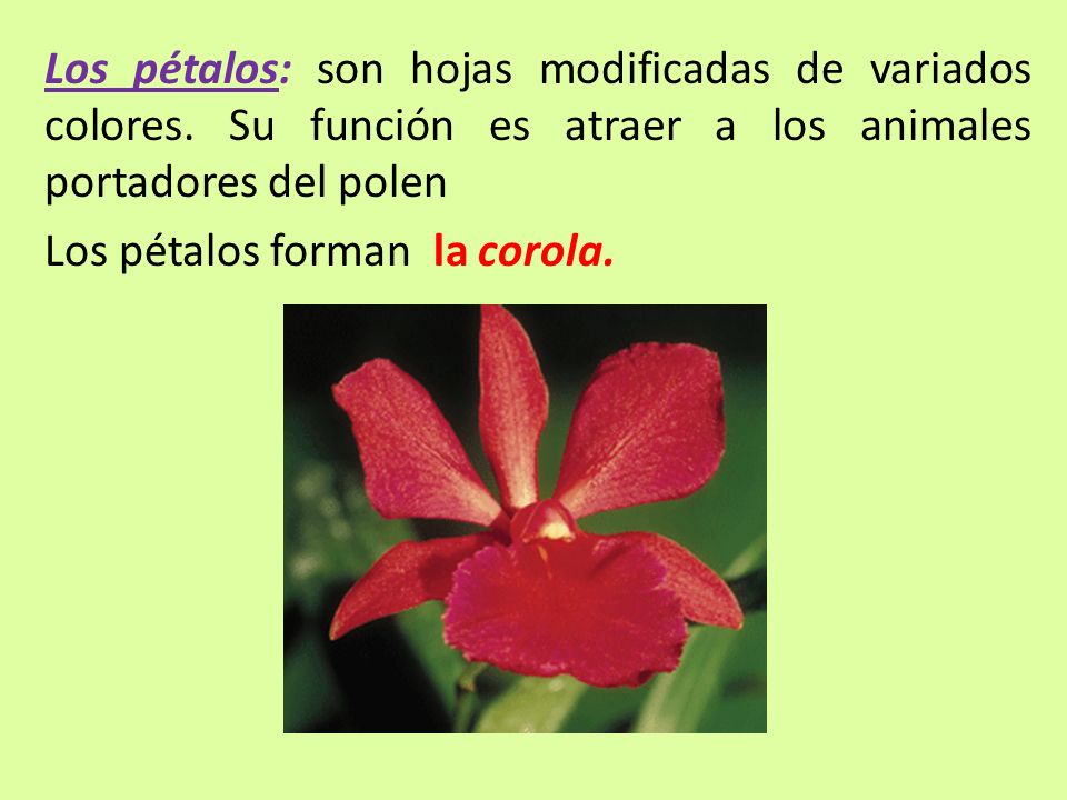 Los pétalos: son hojas modificadas de variados colores