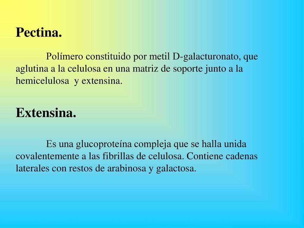 Pectina. Polímero constituido por metil D-galacturonato, que aglutina a la celulosa en una matriz de soporte junto a la hemicelulosa y extensina.