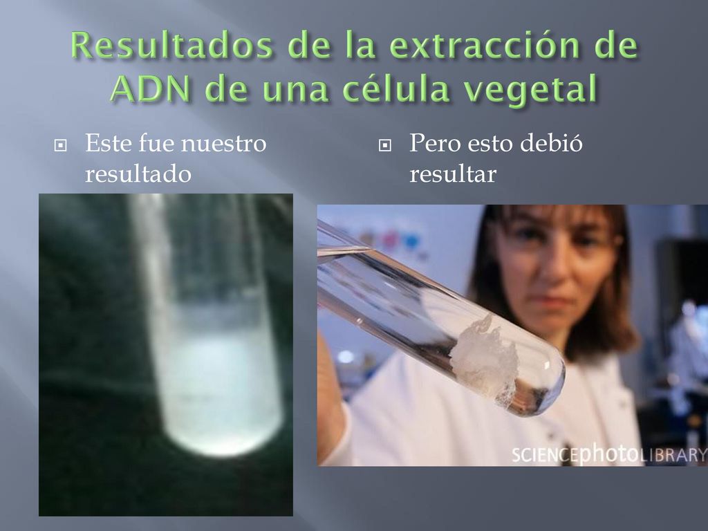 Resultados de la extracción de ADN de una célula vegetal