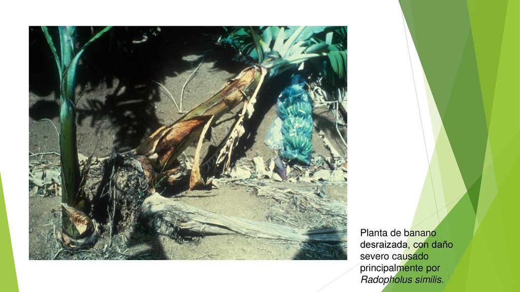 Planta de banano desraizada, con daño severo causado principalmente por Radopholus similis.