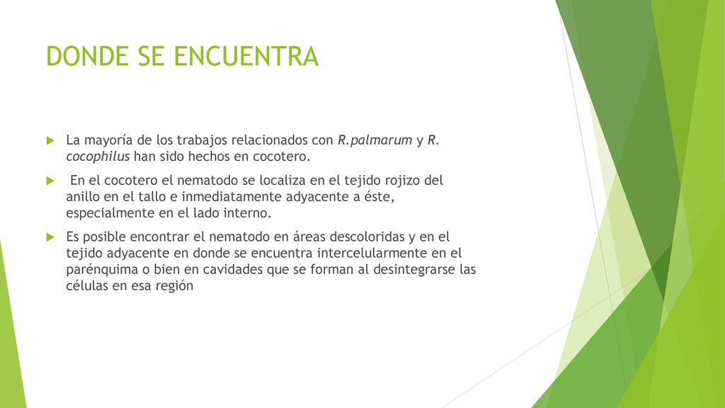 DONDE SE ENCUENTRA La mayoría de los trabajos relacionados con R.palmarum y R. cocophilus han sido hechos en cocotero.