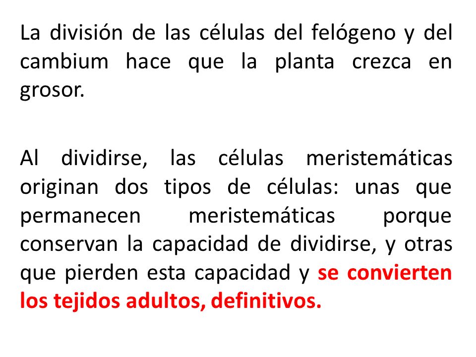 La división de las células del felógeno y del cambium hace que la planta crezca en grosor.