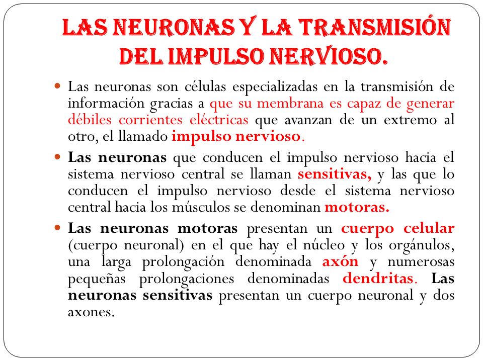 Las neuronas y la transmisión del impulso nervioso.