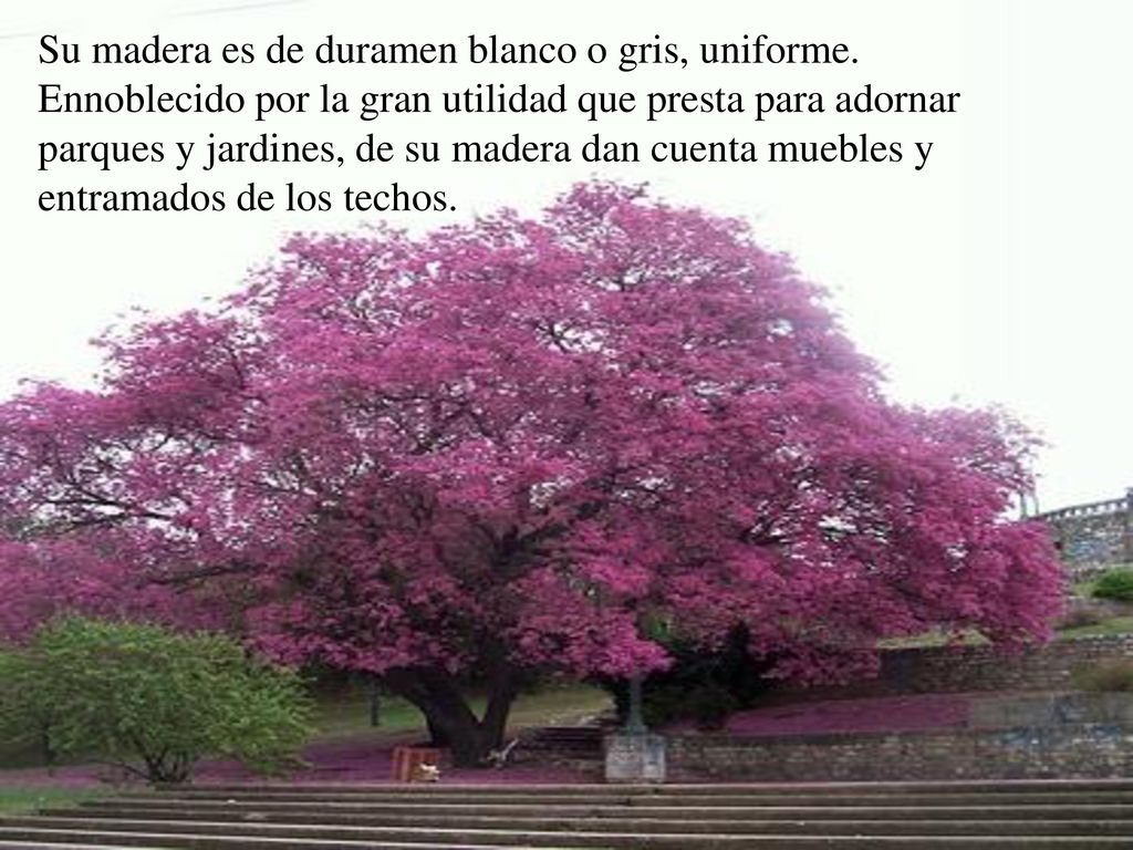 Su madera es de duramen blanco o gris, uniforme