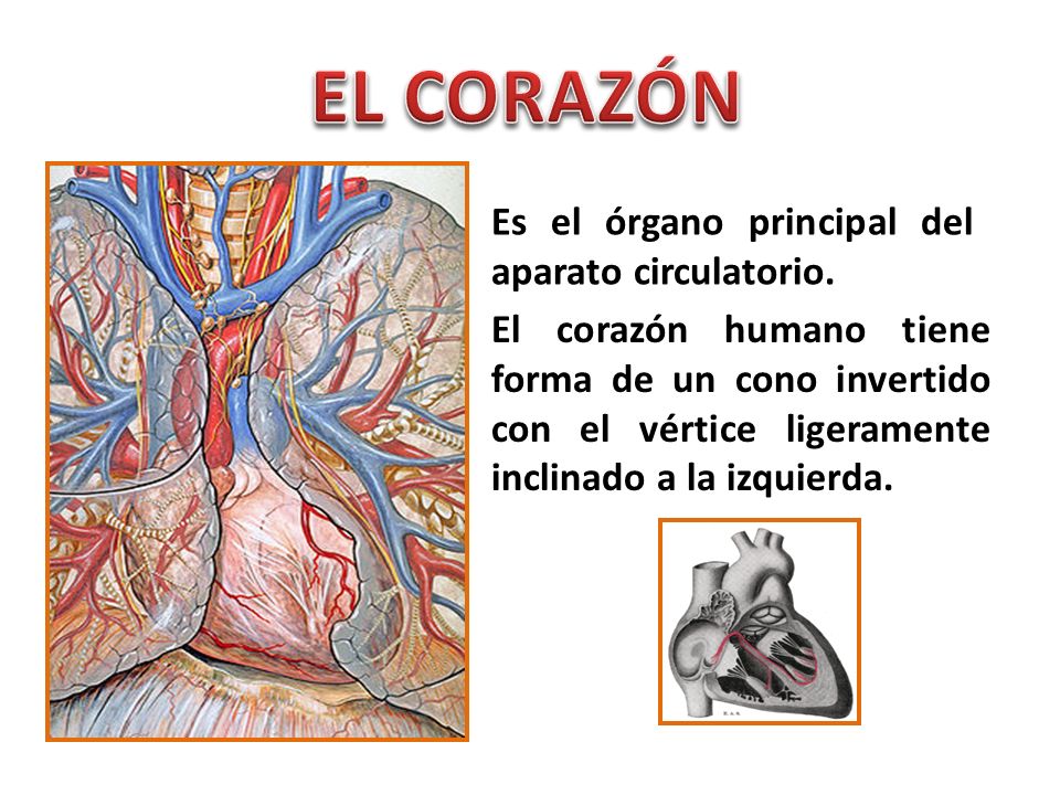 EL CORAZÓN Es el órgano principal del aparato circulatorio.