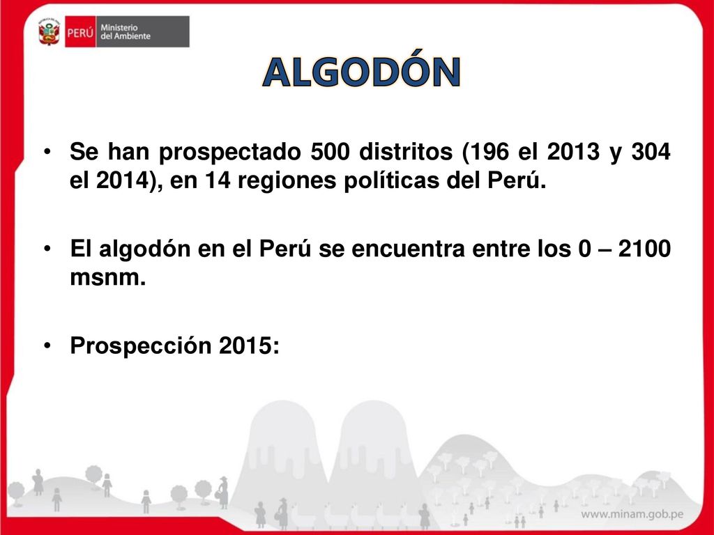 ALGODÓN Se han prospectado 500 distritos (196 el 2013 y 304 el 2014), en 14 regiones políticas del Perú.