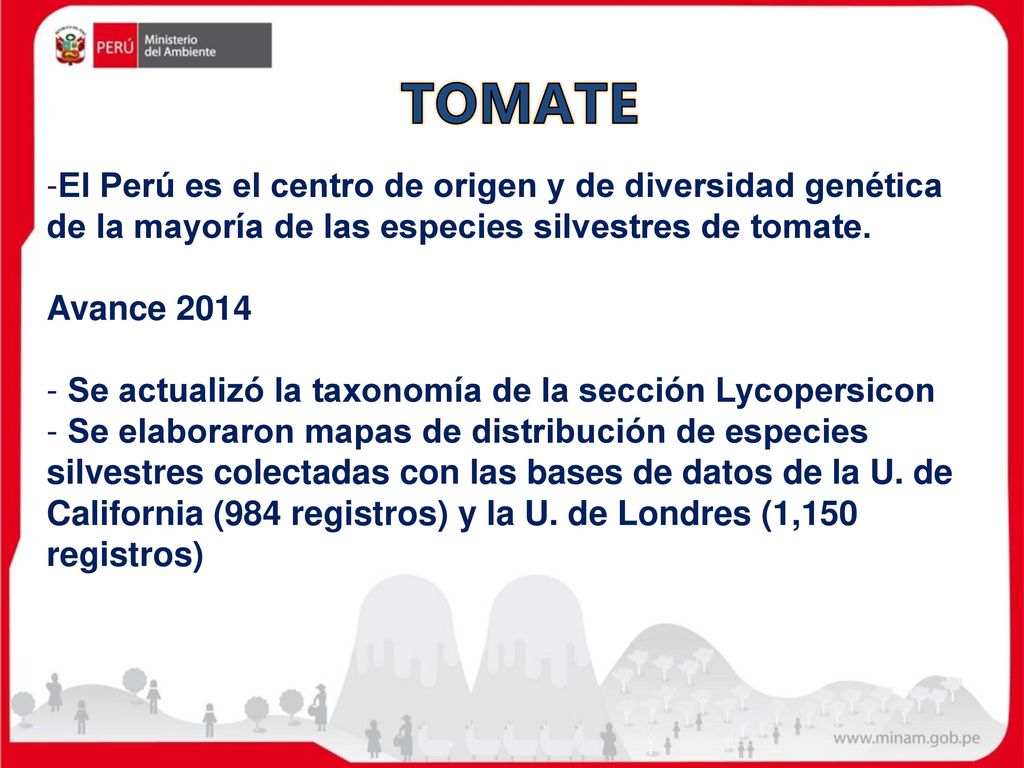 TOMATE El Perú es el centro de origen y de diversidad genética de la mayoría de las especies silvestres de tomate.