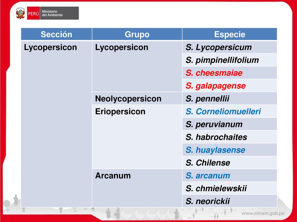 Sección Grupo. Especie. Lycopersicon. S. Lycopersicum. S. pimpinellifolium. S. cheesmaiae. S. galapagense.