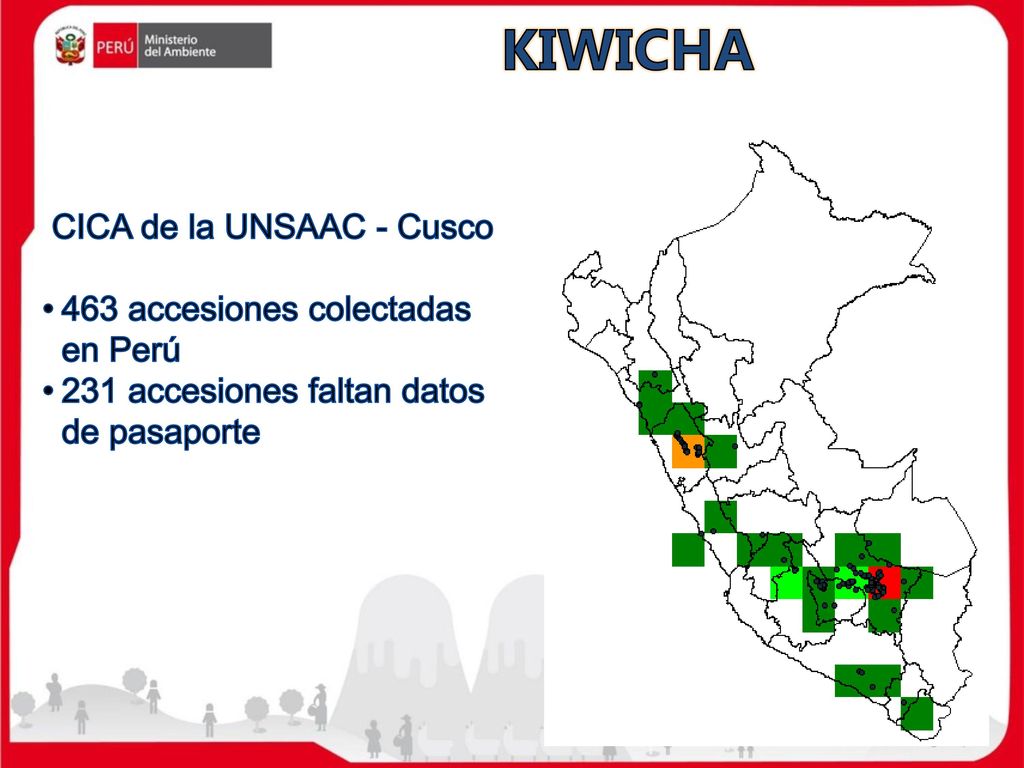 KIWICHA CICA de la UNSAAC - Cusco 463 accesiones colectadas en Perú