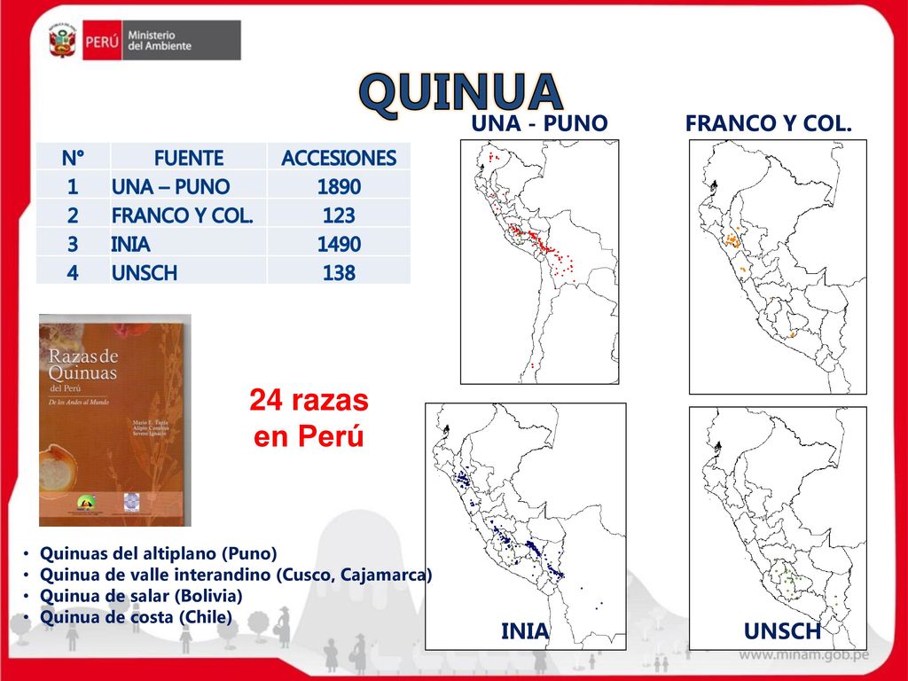 QUINUA 24 razas en Perú UNA - PUNO FRANCO Y COL. INIA UNSCH N° FUENTE