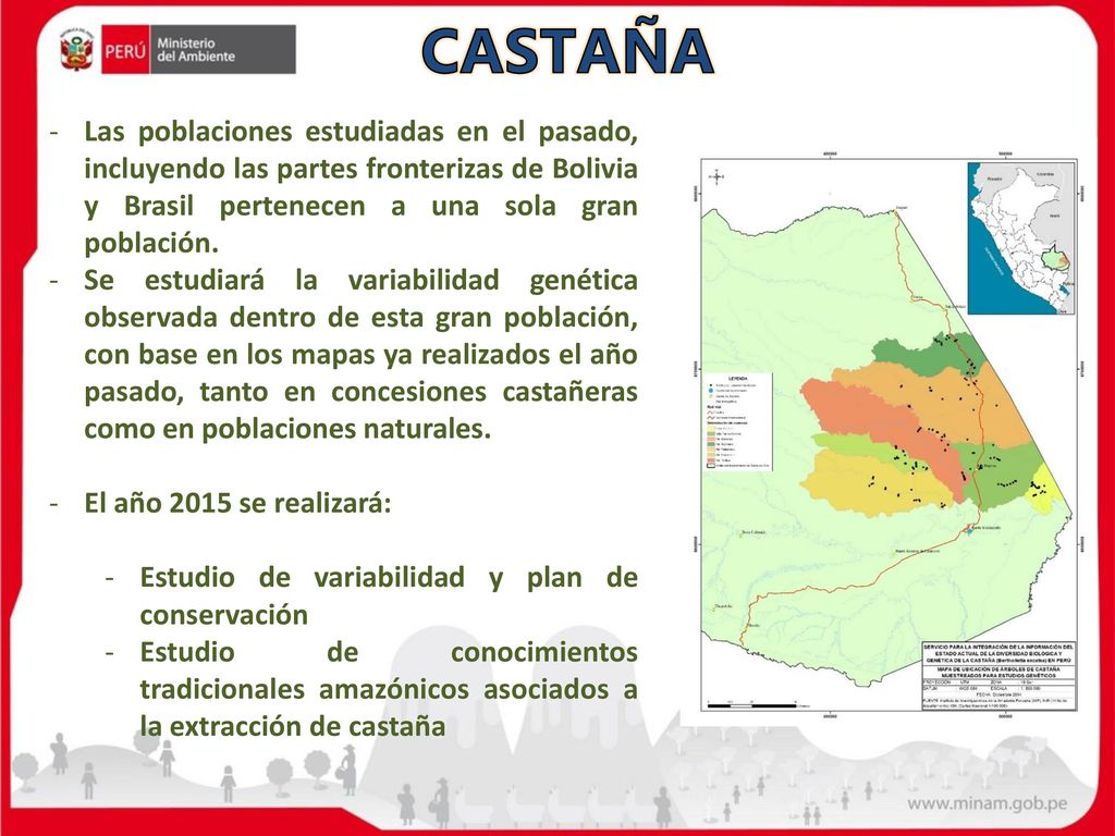CASTAÑA Las poblaciones estudiadas en el pasado, incluyendo las partes fronterizas de Bolivia y Brasil pertenecen a una sola gran población.