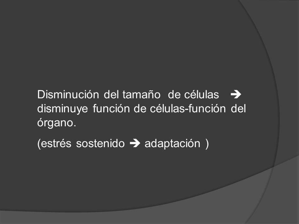 Disminución del tamaño de células  disminuye función de células-función del órgano.