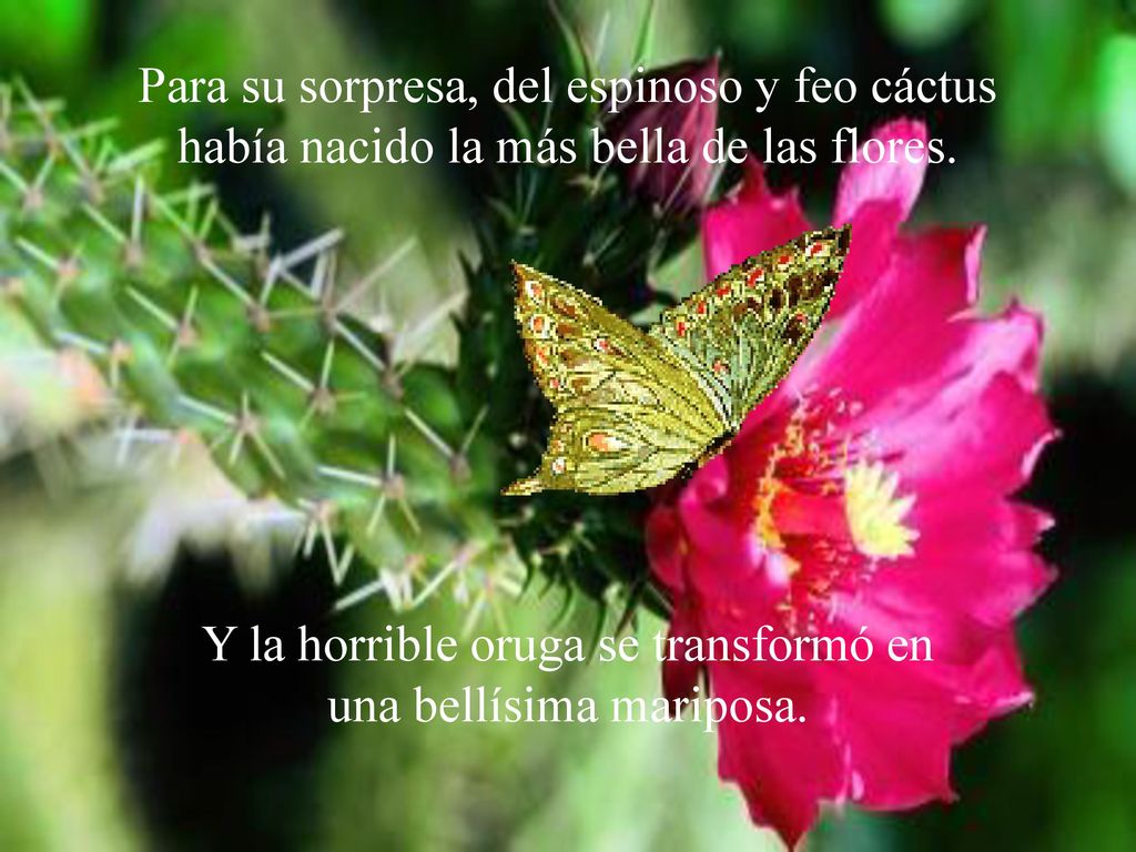 Y la horrible oruga se transformó en una bellísima mariposa.