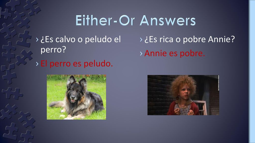 Either-Or Answers ¿Es calvo o peludo el perro El perro es peludo.
