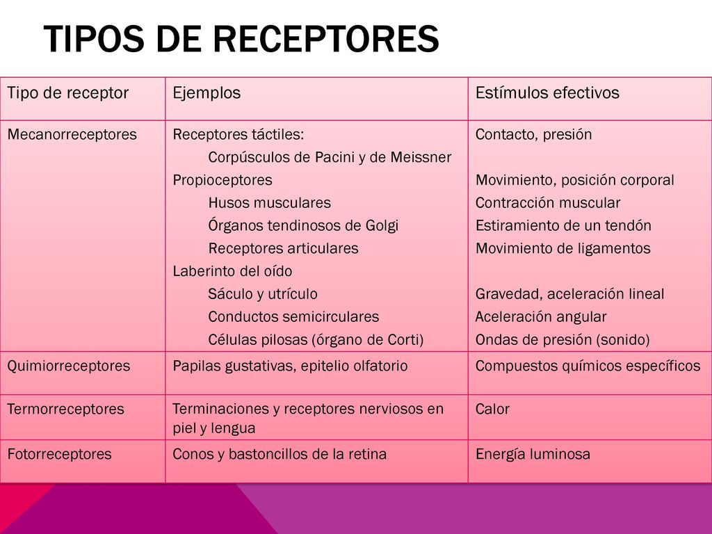 Tipos de receptores Tipo de receptor Ejemplos Estímulos efectivos