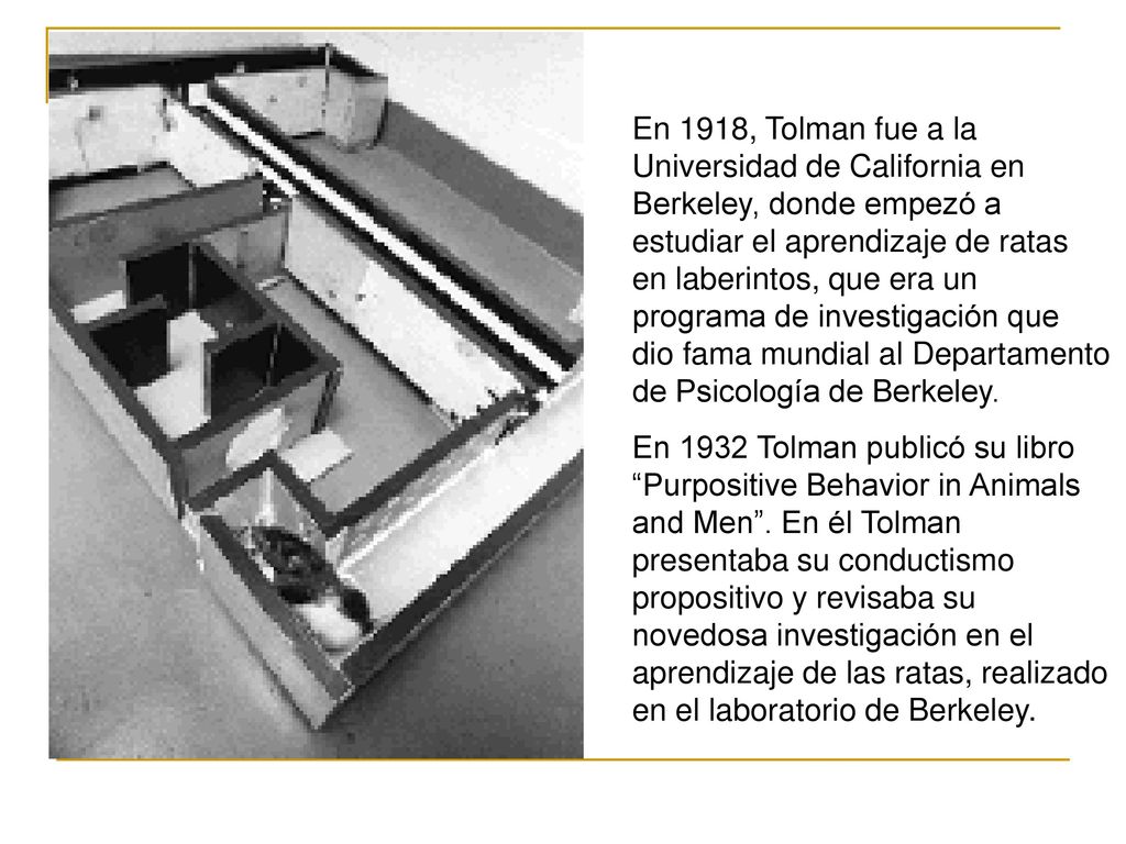 En 1918, Tolman fue a la Universidad de California en Berkeley, donde empezó a estudiar el aprendizaje de ratas en laberintos, que era un programa de investigación que dio fama mundial al Departamento de Psicología de Berkeley.