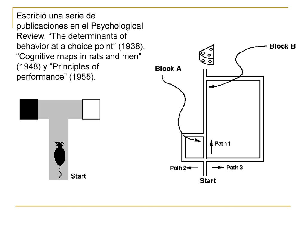 Escribió una serie de publicaciones en el Psychological Review, The determinants of behavior at a choice point (1938), Cognitive maps in rats and men (1948) y Principles of performance (1955).
