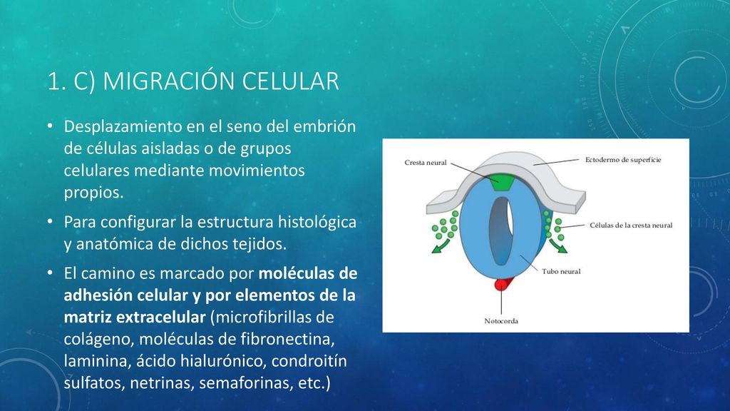 1. c) MIGRACIÓN CELULAR Desplazamiento en el seno del embrión de células aisladas o de grupos celulares mediante movimientos propios.