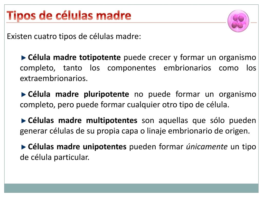 Tipos de células madre Existen cuatro tipos de células madre: