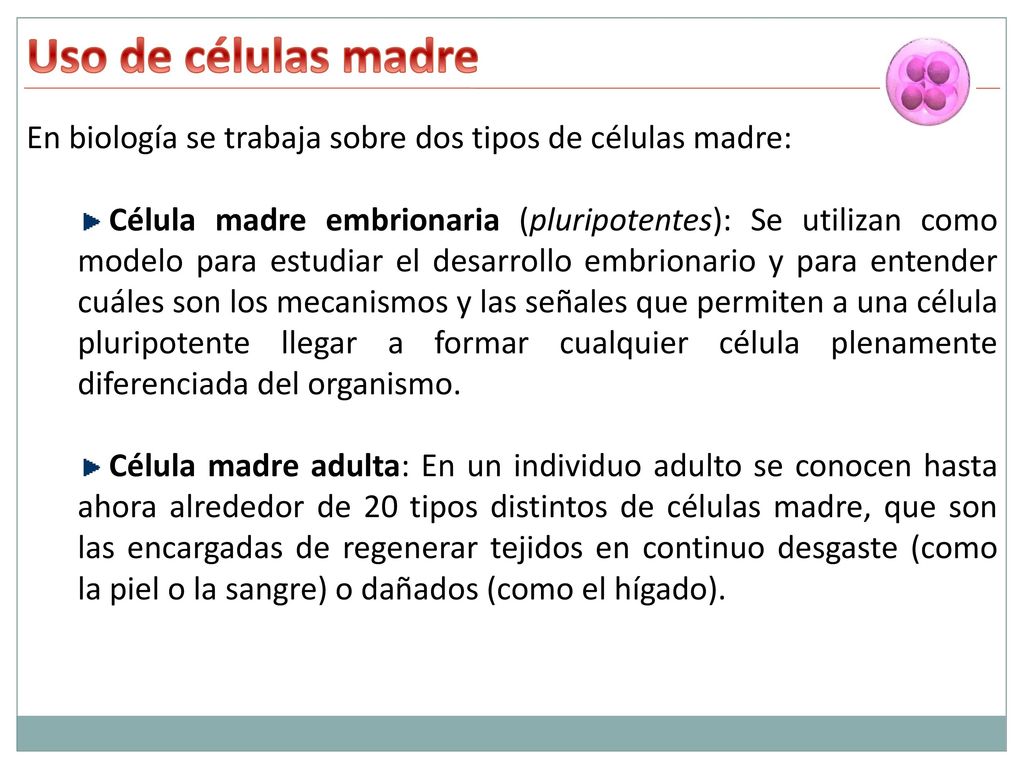 Uso de células madre En biología se trabaja sobre dos tipos de células madre: