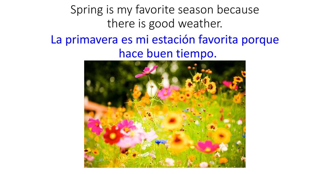 Spring is my favorite season because there is good weather.